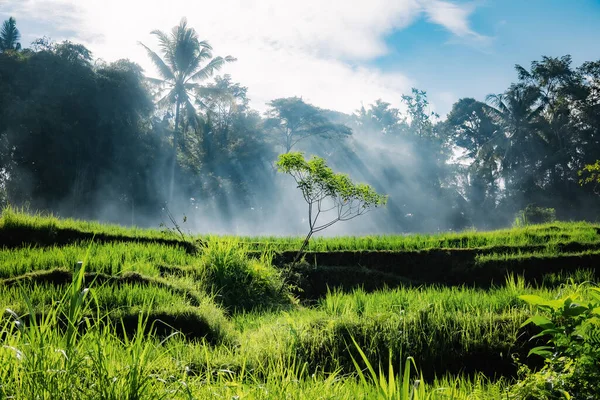 Balenés Campos Arroz Verde Paisaje Hermosa Vista Impresionante Impresionante Buenos — Foto de Stock