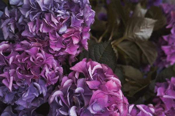 Flores Hortensia Cima Tons Roxos Coloridos Fundo Natural Cores Escuras — Fotografia de Stock
