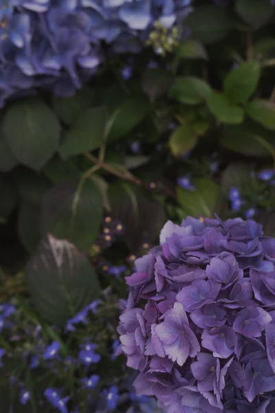 Hortensia Blommor Uppifrån Färgglada Lila Nyanser Naturlig Bakgrund Mörka Tonade — Stockfoto