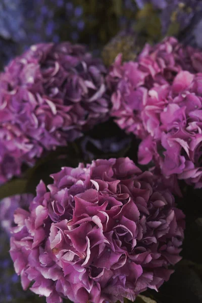Flores Hortensia Cima Tons Roxos Coloridos Fundo Natural Cores Escuras — Fotografia de Stock