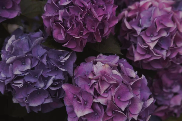 上からホルテンシア花を咲かせます カラフルな紫色の色合い 自然な背景 暗いフェードの色 閉鎖的でミニマルなコンセプト静物テキストの背景 ストック画像