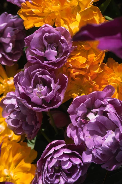 Muitas Flores Florescentes Tulipas Roxas Alaranjadas Cores Vivas Vibrante Papel — Fotografia de Stock