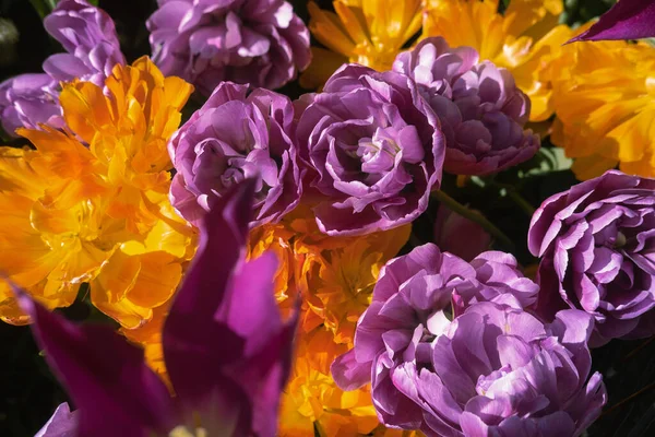 ดอกไม บานมากมาย สดใส วอลล เปเปอร ธรรมชาต สดใส นหล แบบ — ภาพถ่ายสต็อก