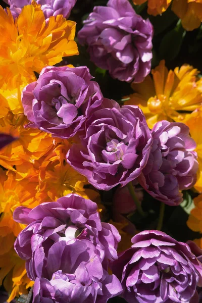 ดอกไม บานมากมาย สดใส วอลล เปเปอร ธรรมชาต สดใส นหล แบบ — ภาพถ่ายสต็อก