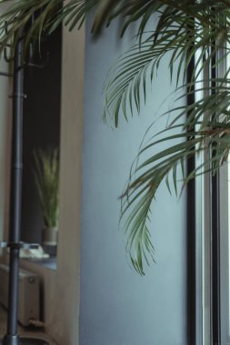 Palmiye yaprakları beyaz duvara karşı. Yaratıcı renkli minimalizm. Metin için alanı kopyala