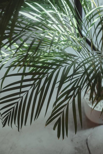 Palmeira Parte Contra Parede Branca Minimalismo Colorido Criativo Espaço Cópia — Fotografia de Stock