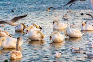 Kuğular. Karadeniz.