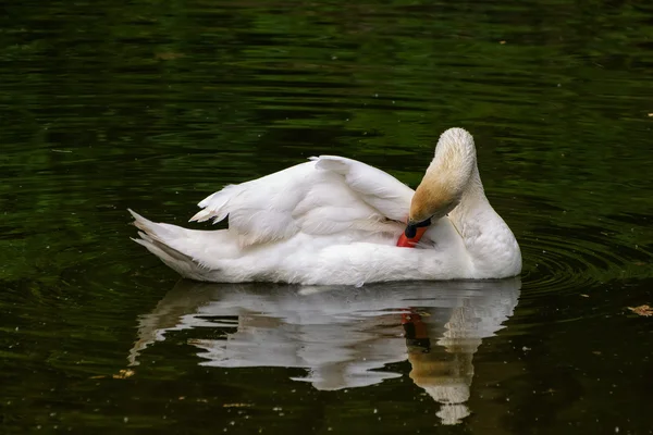 Swan. Lebăda Albă . — Fotografie, imagine de stoc