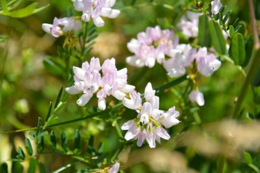 Kır çiçekleri. Bahar çayır.