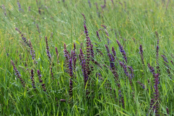 Flor salvaje. Pradera de primavera . — Foto de Stock