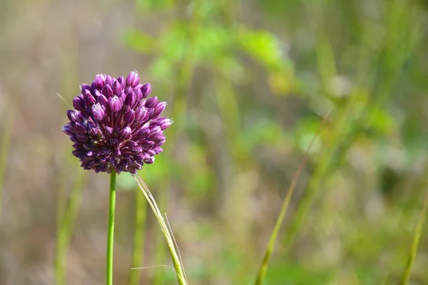 Wild flower. Spring meadow. — Stock Photo, Image