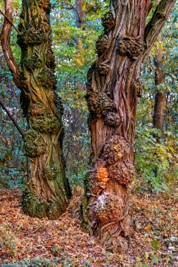 Ağaçlar. Sonbahar. Bahçede.