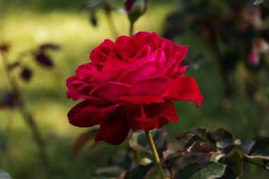Rose. Bahçede.
