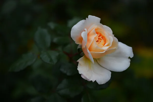 Rose. In the garden. — Stock Photo, Image