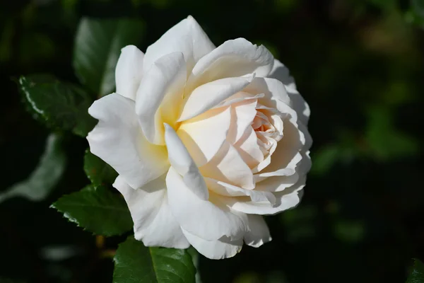 Rose. Στον κήπο. — Φωτογραφία Αρχείου