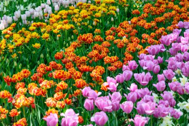 bahar çiçekleri, Lale.