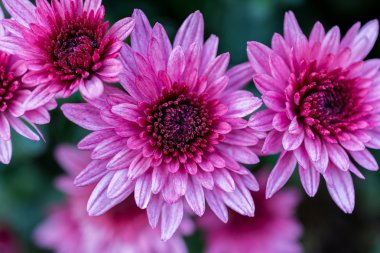 Krizantem. Çiçekler. Sonbahar Bahçe.