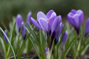 Çiğdem, bahar çiçekleri.