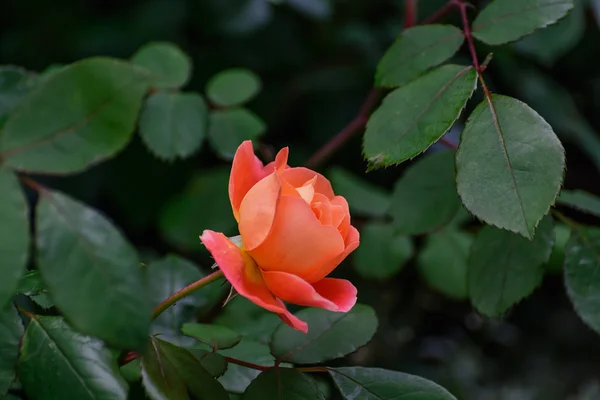 Rosa naranja. En el jardín . — Foto de Stock