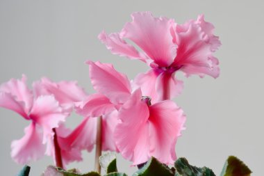 Pembe Siklamen. Bahar çiçekleri.