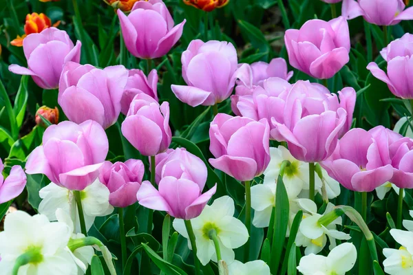 Fiori primaverili, tulipani. Arboreto . — Foto Stock