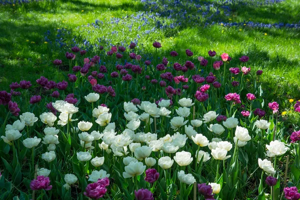 Spring flowers, tulips. Arboretum. — Stock Photo, Image
