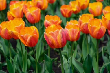 Bahar çiçek, Lale. Botanik Bahçesi.