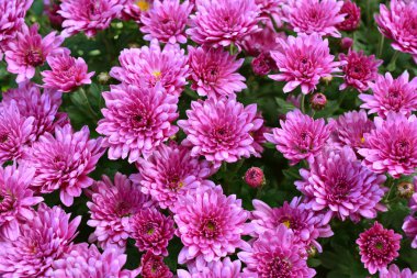 Krizantem. Çiçekler. Sonbahar Bahçe.