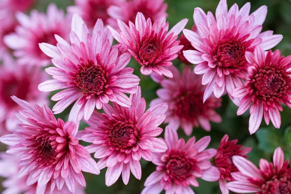 Chrysanthème. Des fleurs. Jardin d'automne . — Photo