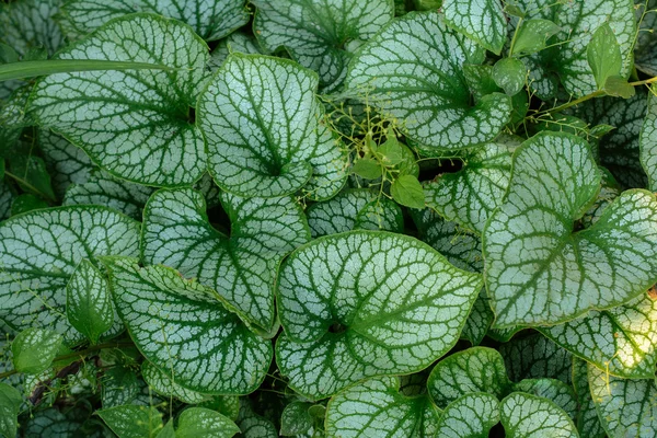 Brunner geht. im Garten. — Stockfoto