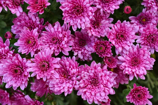 Chrysanthemum. Flowers. Autumn Garden. — Stock Photo, Image