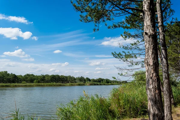 Lago. Floresta de pinheiro . — Fotografia de Stock