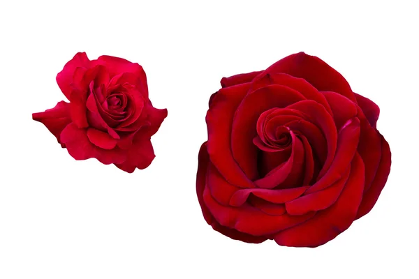 Red rose. Isolated, white background. — Stock Photo, Image
