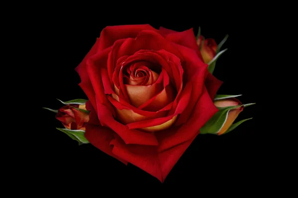 Kırmızı gül. İzole, siyah arka plan.
