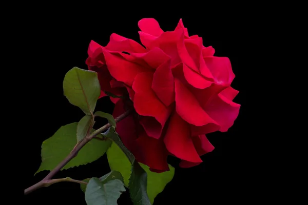 Rose rouge. Isolé, fond noir . — Photo