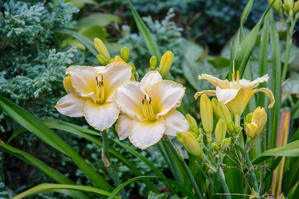 Hemerocallis. En el jardín . —  Fotos de Stock