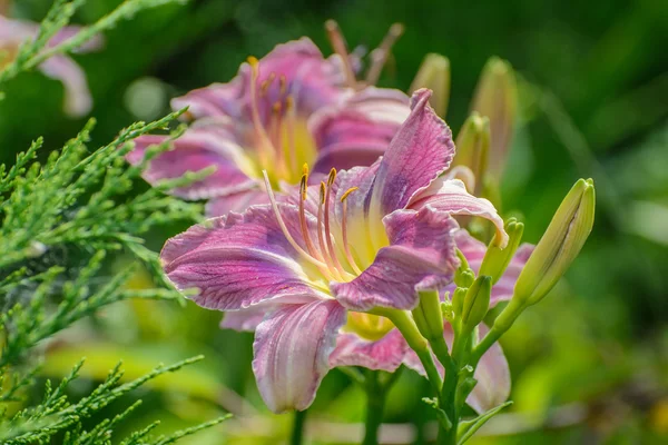 Hemerocallis. En el jardín . —  Fotos de Stock