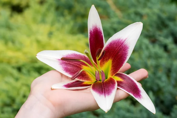 ¡Lily! Flor en mano . —  Fotos de Stock