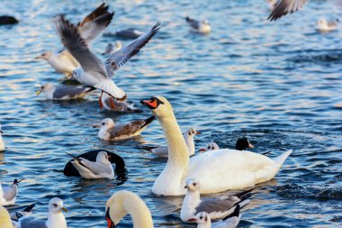 Kuğu ve martılar. Karadeniz. Kış.