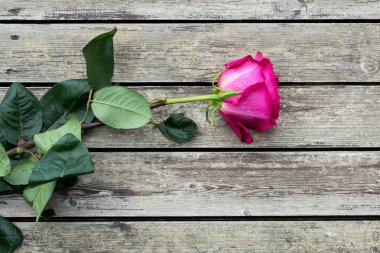 Ahşap plakalar üzerinde pembe Gül.