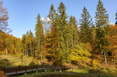 Vita Gölü yakınlarındaki bir parkta güneşli bir sonbahar günü, Karpatya dağları, Ukrayna. Yaprak sonbahar manzarası, sonbaharın renkleri.