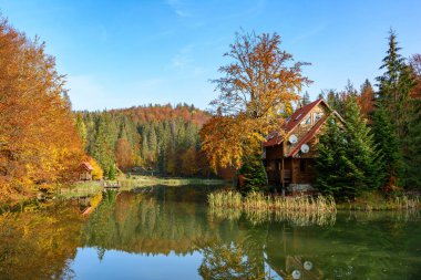 Vita Gölü yakınlarındaki bir parkta güneşli bir sonbahar günü, Karpatya dağları, Ukrayna. Yaprak sonbahar manzarası, sonbaharın renkleri.