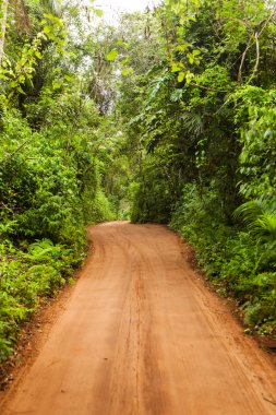 Ormanın içinden yol