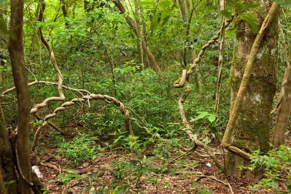 Leguassu fällt Wildtiere — Stockfoto