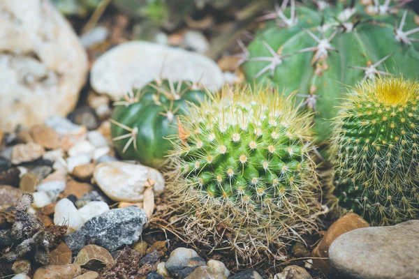 Quelques petits cactus — Photo
