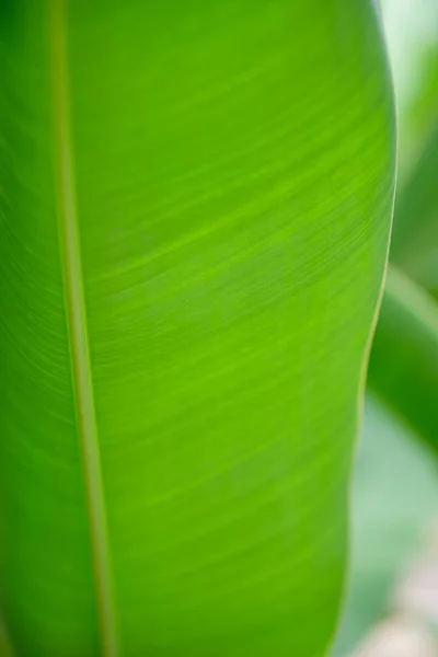 Close up of green leaves from a banana tree