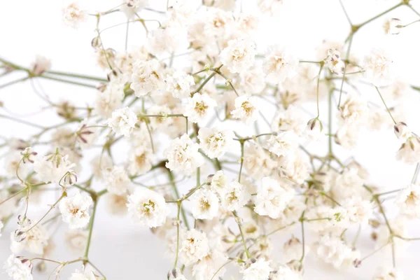 small white flowers on a white background