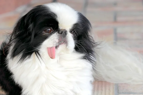 Pekingese dog stuck her tongue out and sitting on the street