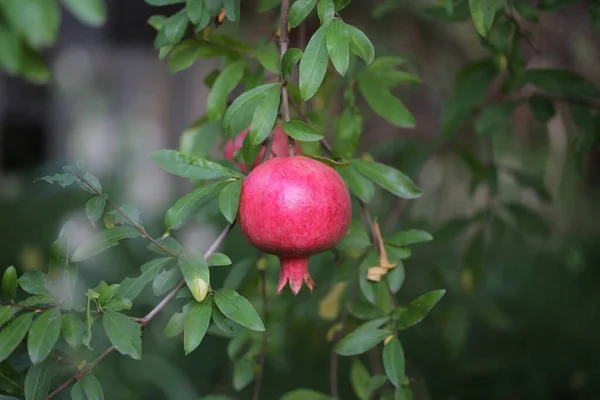 pomegranate fruit grows on the tree in autumn