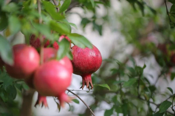 pomegranate fruit grows on the tree in autumn